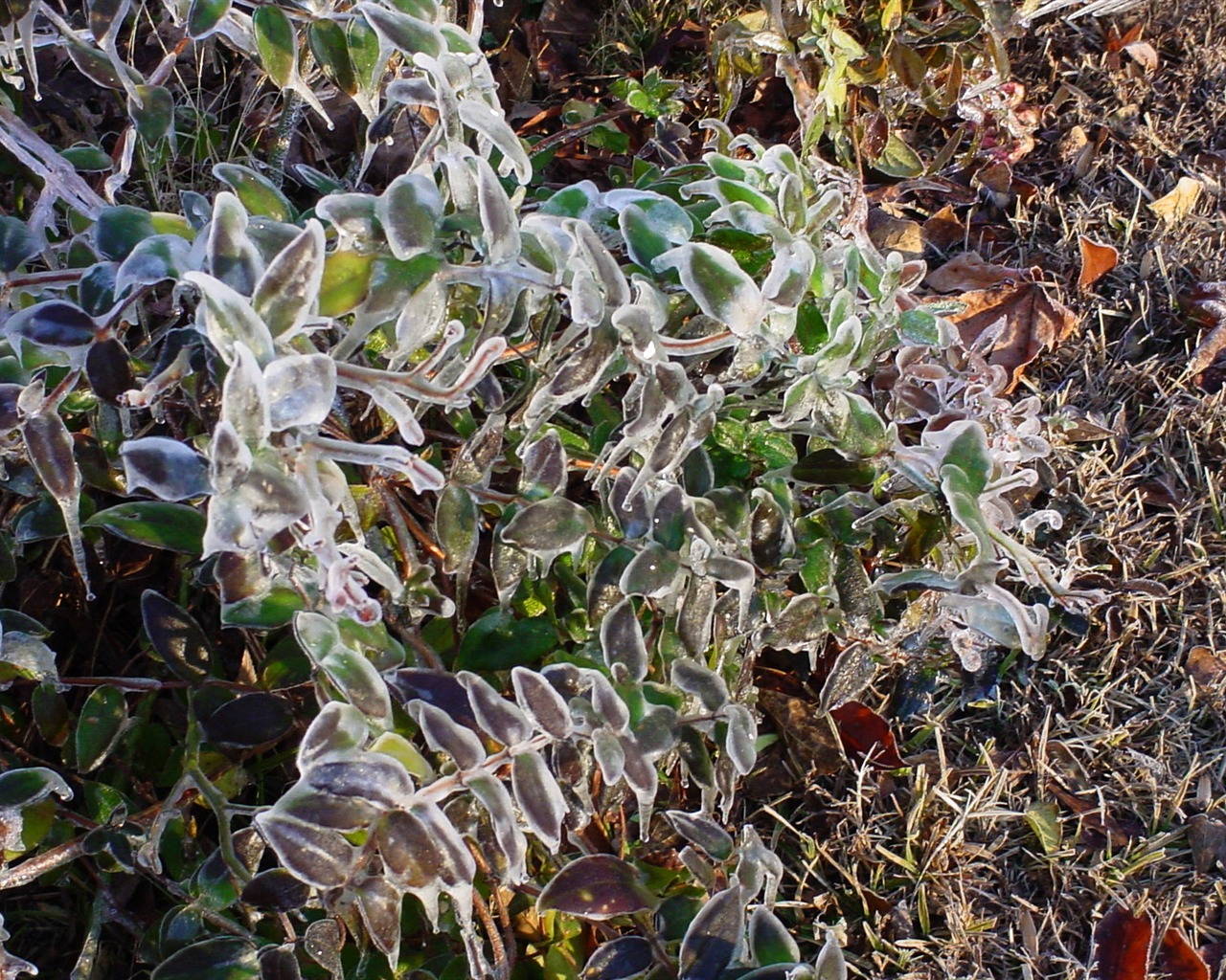 Fondos de pantalla planta de hielo álbum #2 - 1280x1024