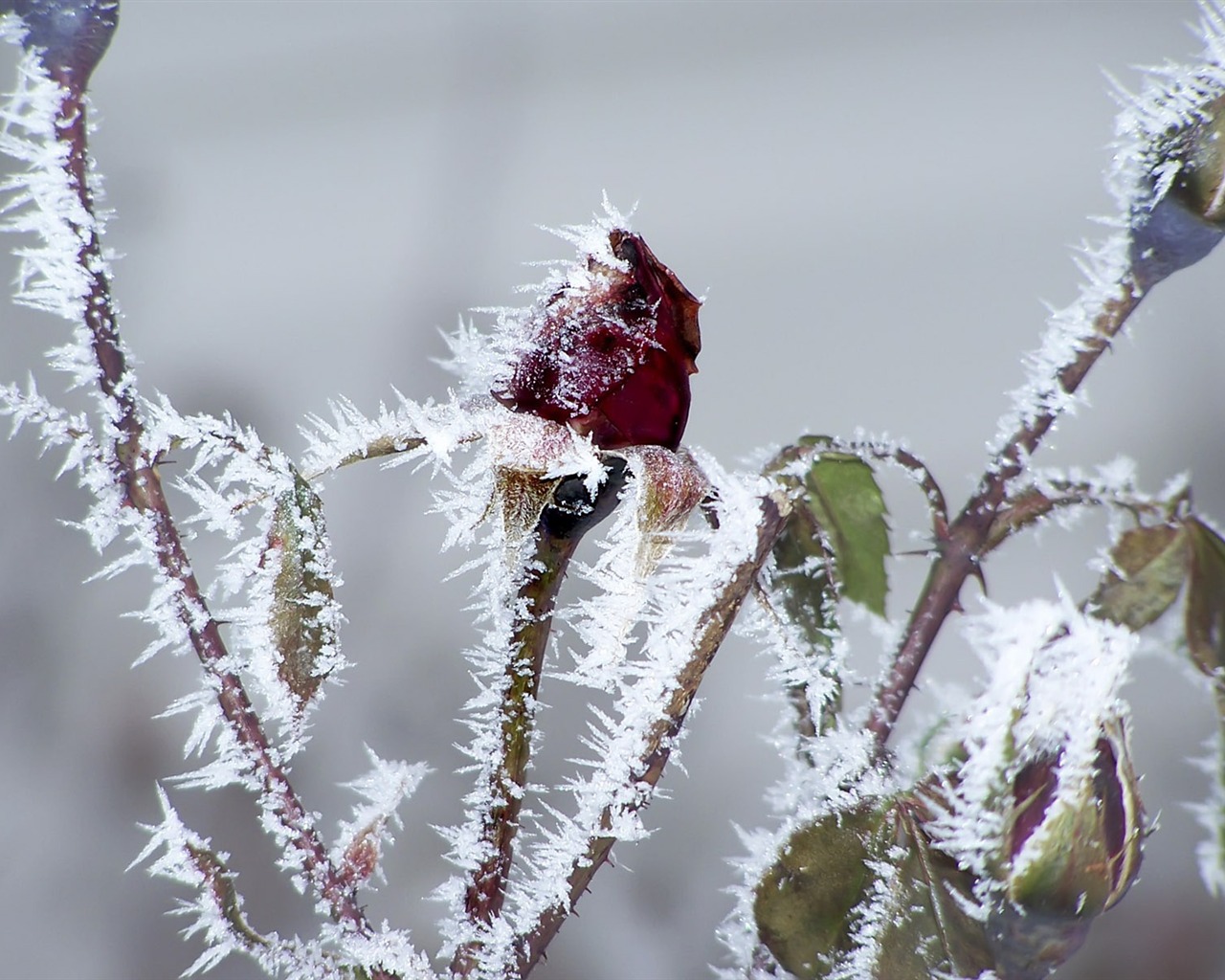 Ice plant Wallpapers Album #6 - 1280x1024