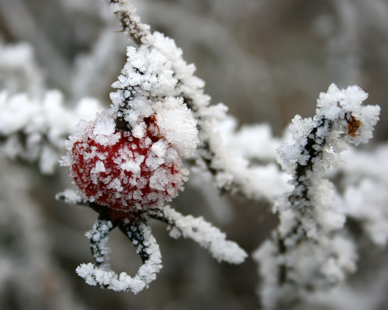 冰雪植物壁纸专辑7 - 1280x1024