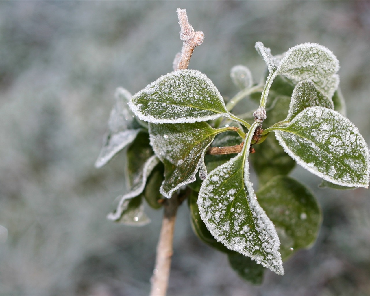 Fondos de pantalla planta de hielo álbum #8 - 1280x1024