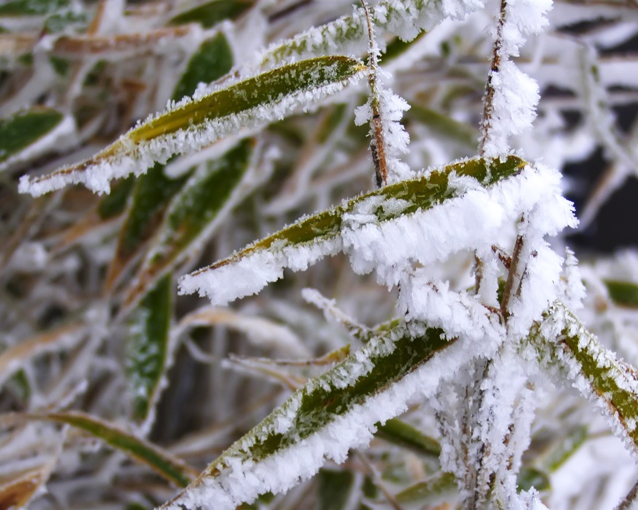 冰雪植物壁纸专辑11 - 1280x1024