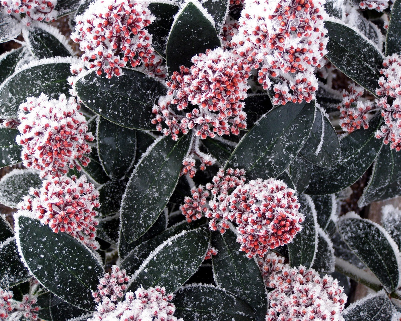 冰雪植物壁紙專輯 #12 - 1280x1024