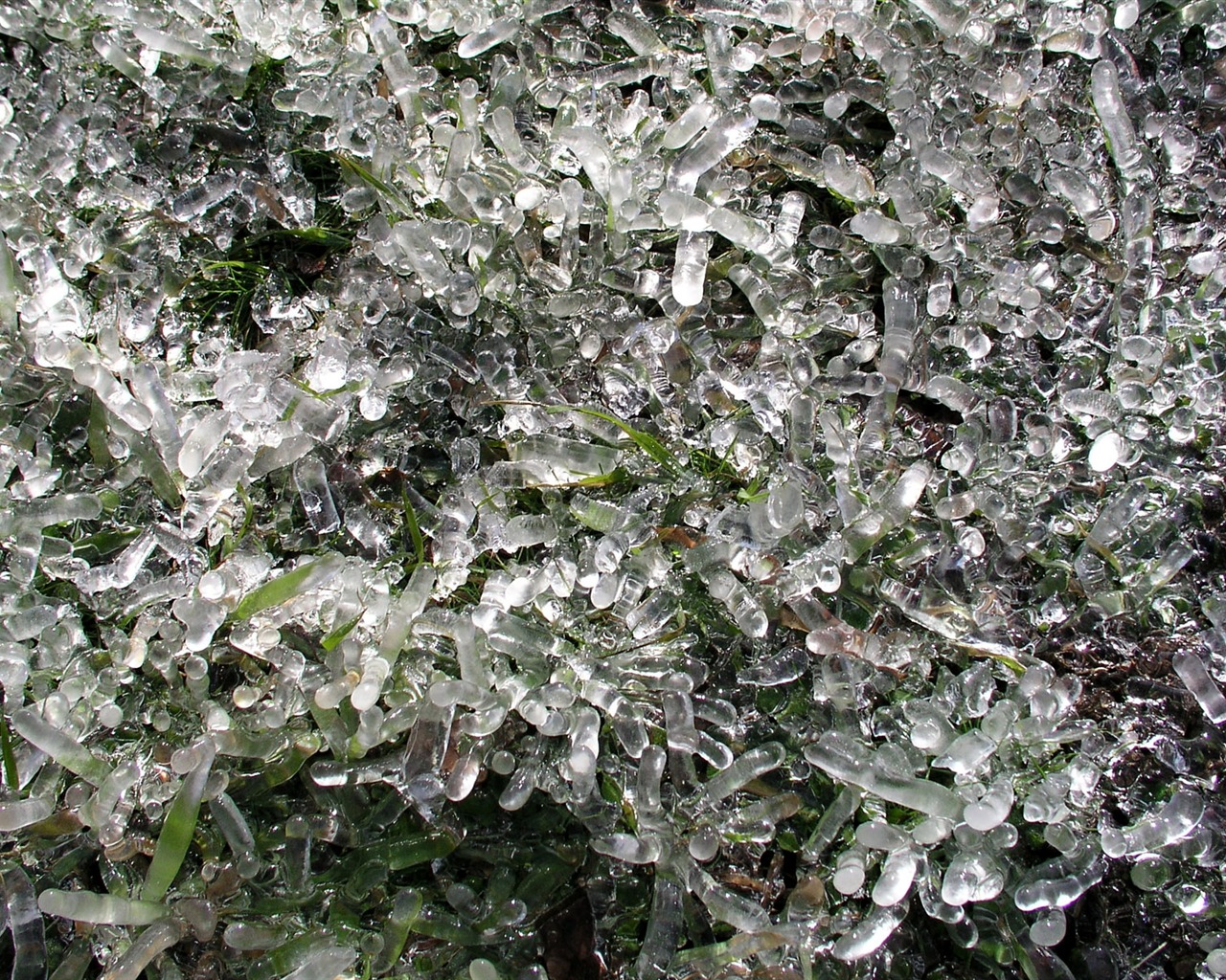Ice plant Wallpapers Album #13 - 1280x1024