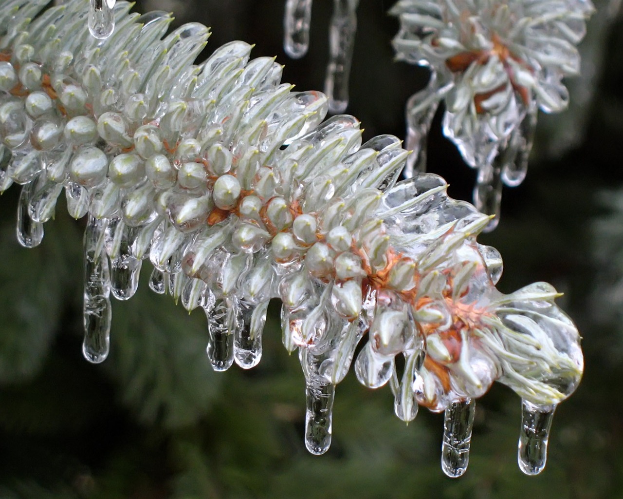 冰雪植物壁紙專輯 #14 - 1280x1024