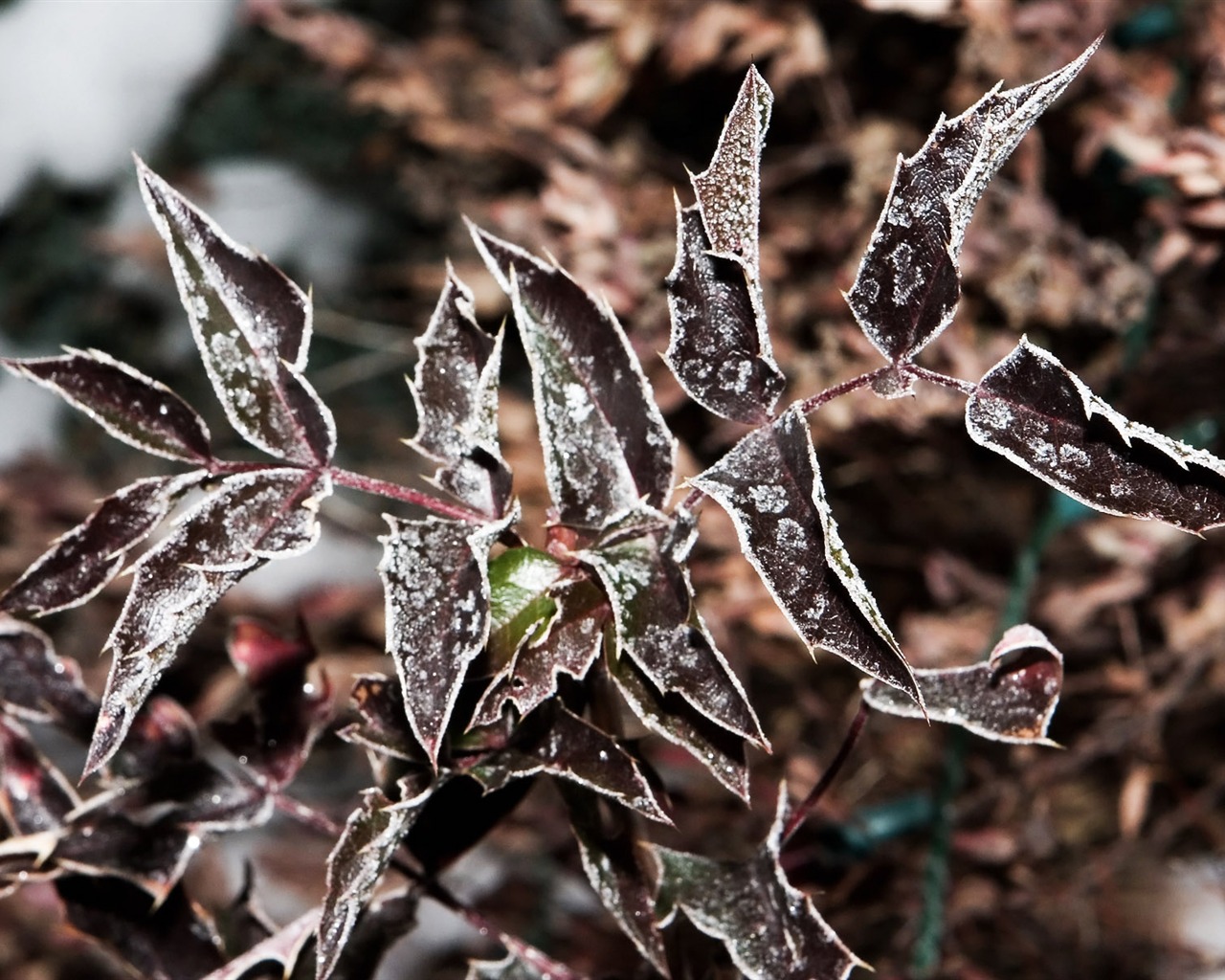 冰雪植物壁紙專輯 #15 - 1280x1024
