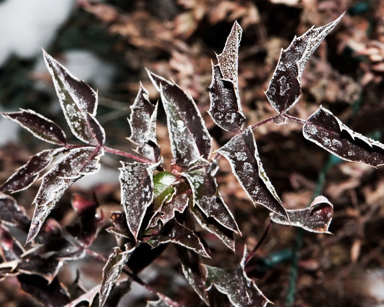 Fondos de pantalla planta de hielo álbum #15 - 1280x1024