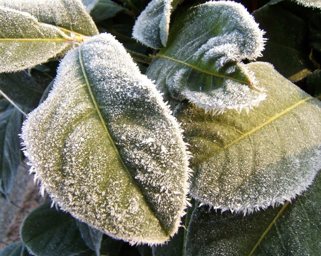 Fondos de pantalla planta de hielo álbum #18 - 1280x1024