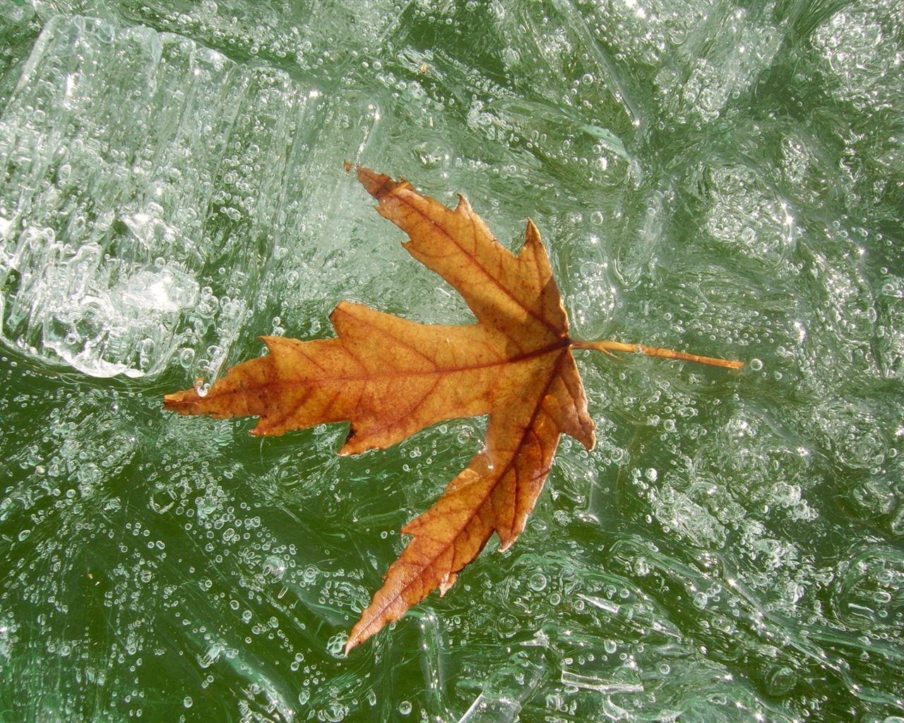 Fondos de pantalla planta de hielo álbum #20 - 1280x1024