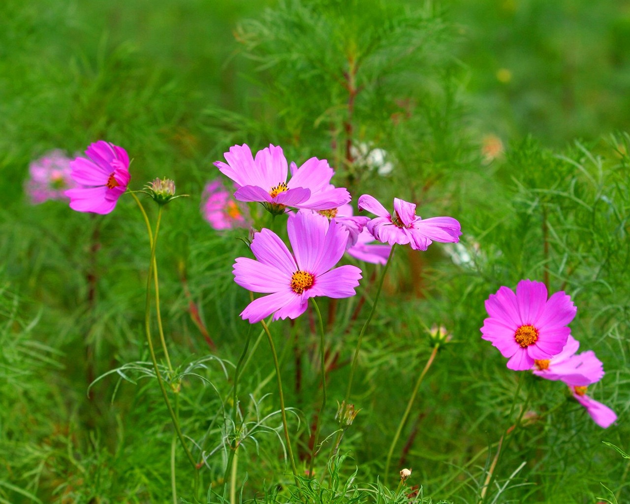 Autumn cosmos wallpaper #2 - 1280x1024