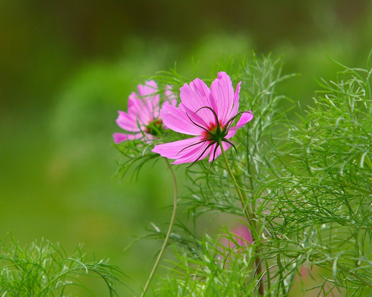 Autumn cosmos wallpaper #3 - 1280x1024