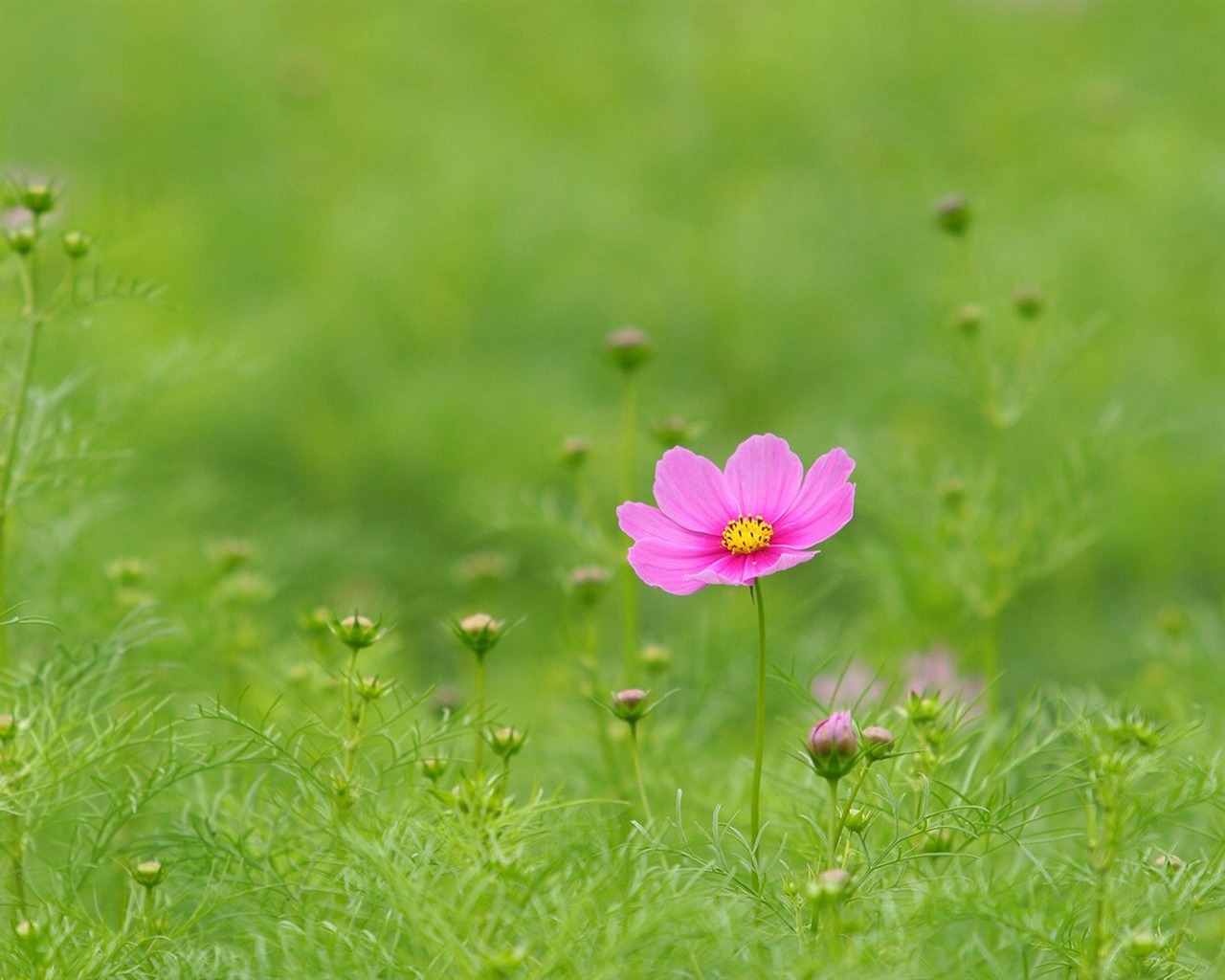 Autumn cosmos wallpaper #4 - 1280x1024