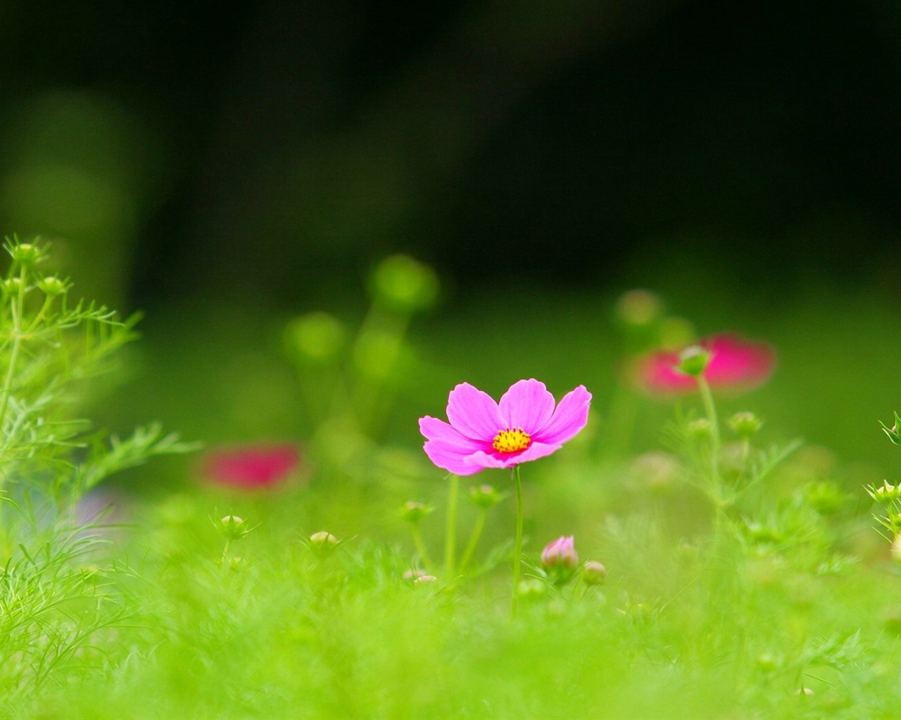 Autumn cosmos wallpaper #9 - 1280x1024