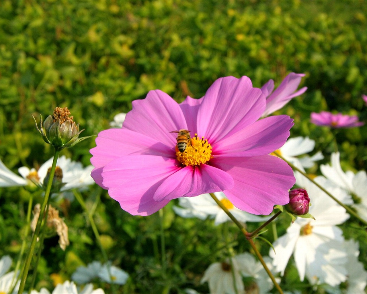 Autumn cosmos wallpaper #14 - 1280x1024