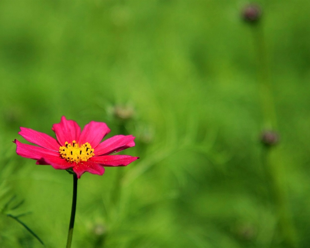 Automne cosmos fond d'écran #25 - 1280x1024