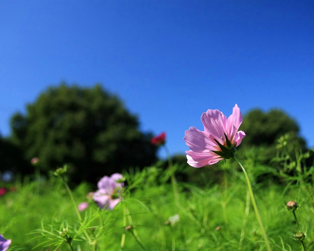 Autumn cosmos wallpaper #27 - 1280x1024