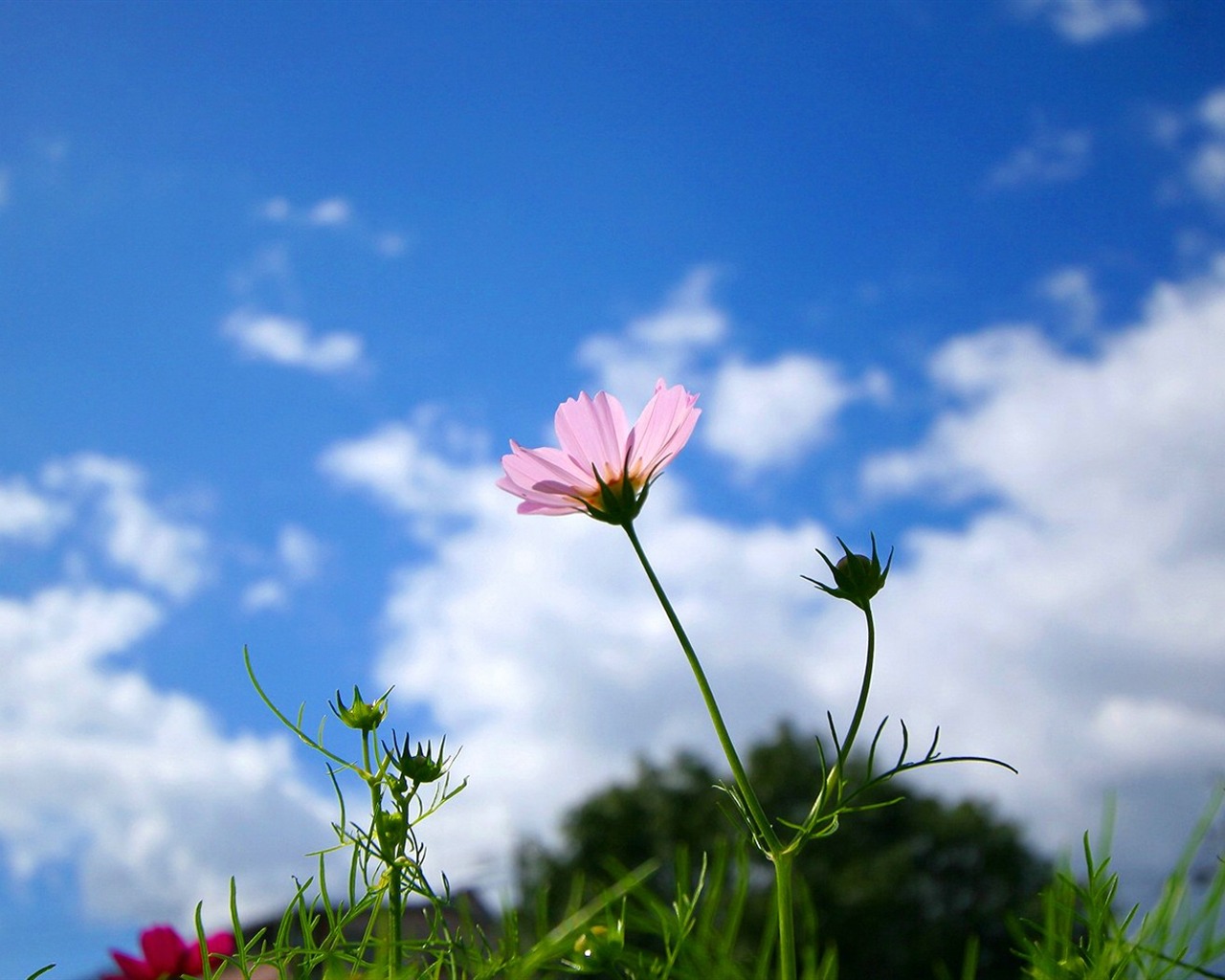 Automne cosmos fond d'écran #28 - 1280x1024