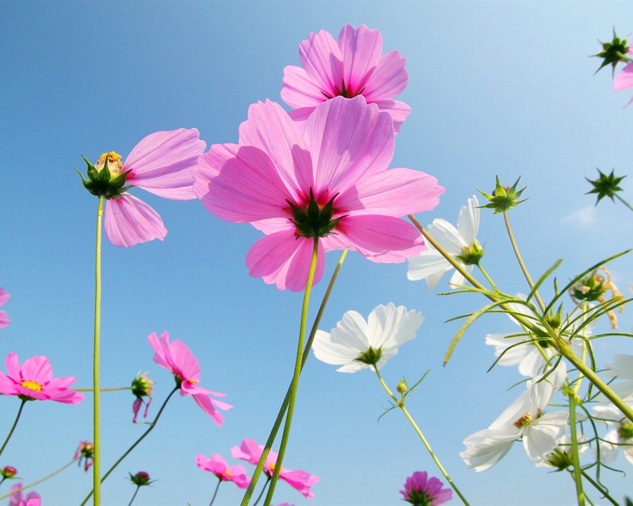 Autumn cosmos wallpaper #29 - 1280x1024