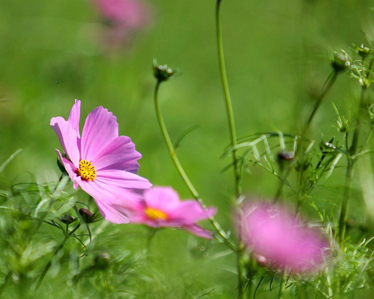 Autumn cosmos wallpaper #31 - 1280x1024