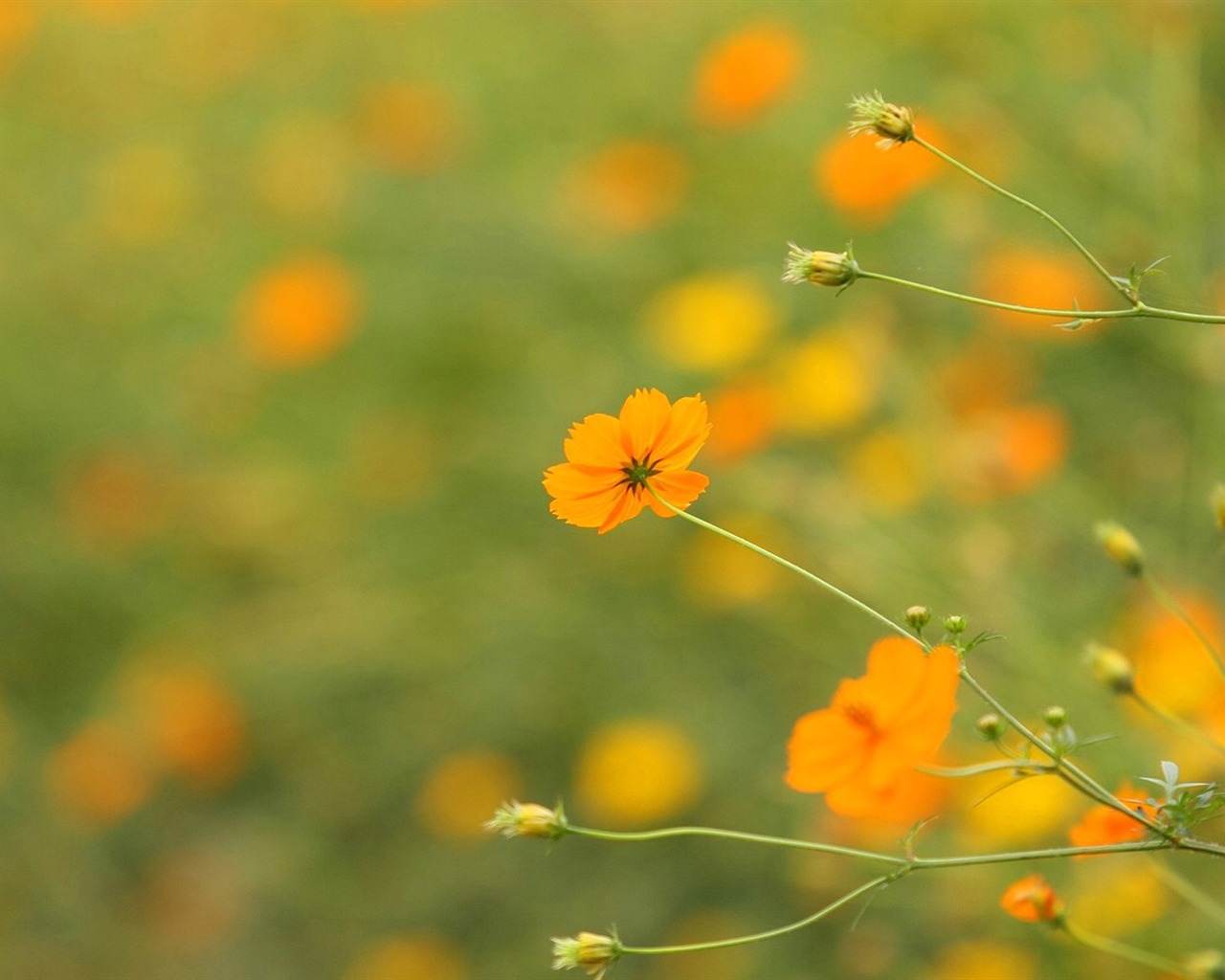 秋天的大波斯菊壁紙專輯 #32 - 1280x1024