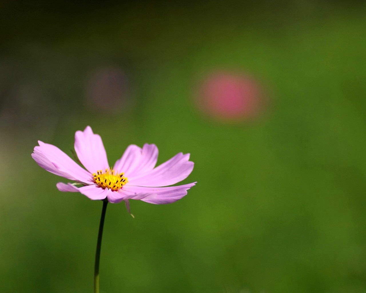 秋天的大波斯菊壁紙專輯 #33 - 1280x1024