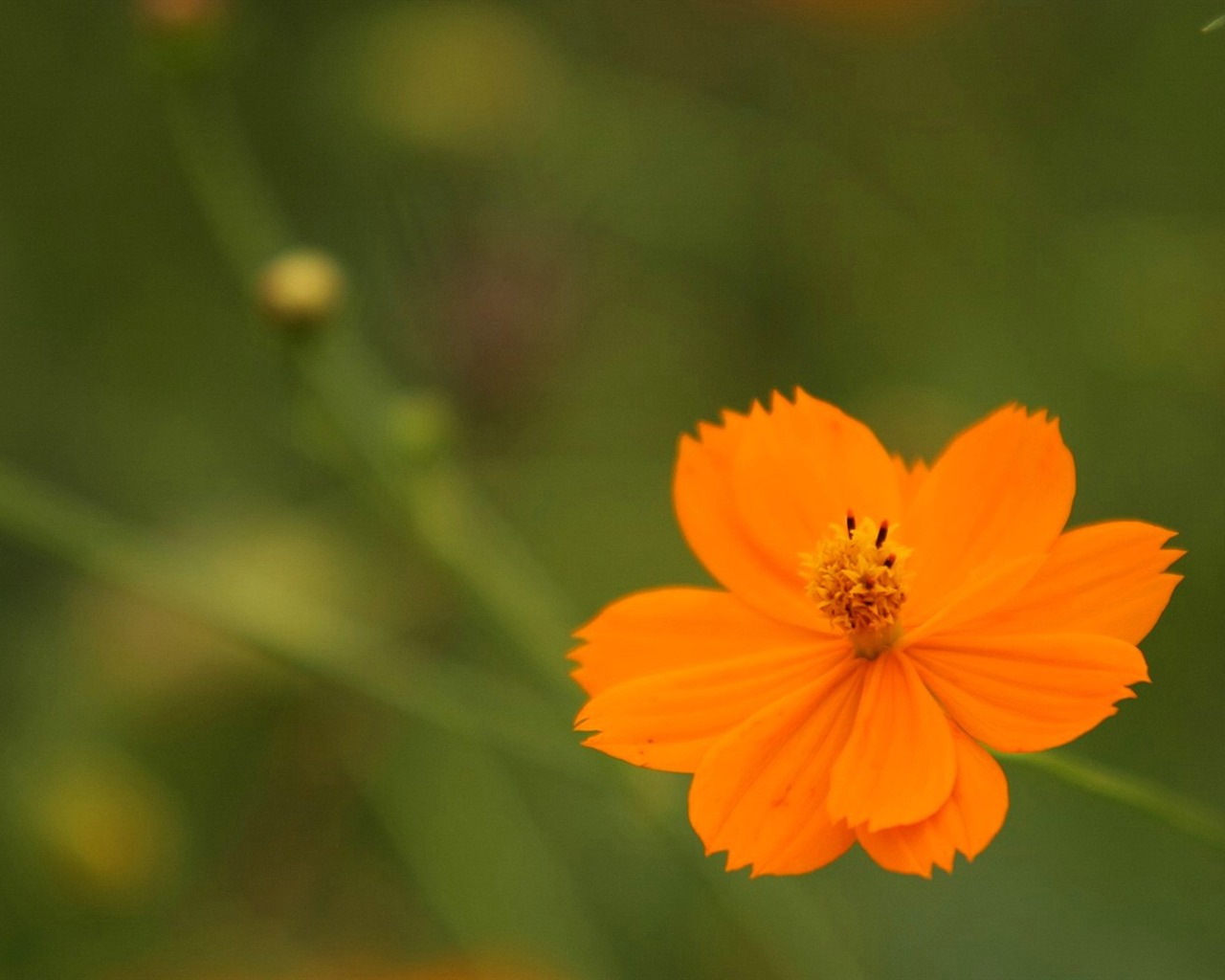 Autumn cosmos wallpaper #34 - 1280x1024