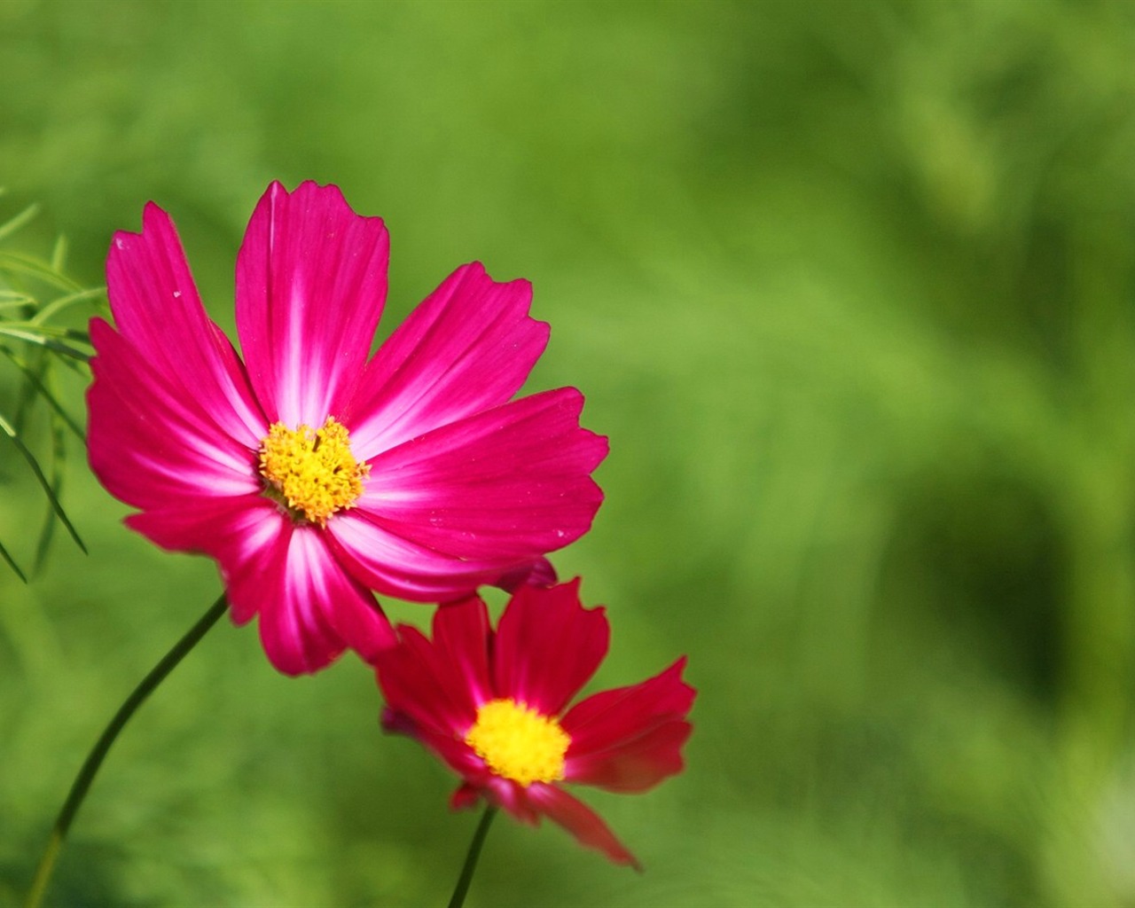 Autumn cosmos wallpaper #35 - 1280x1024