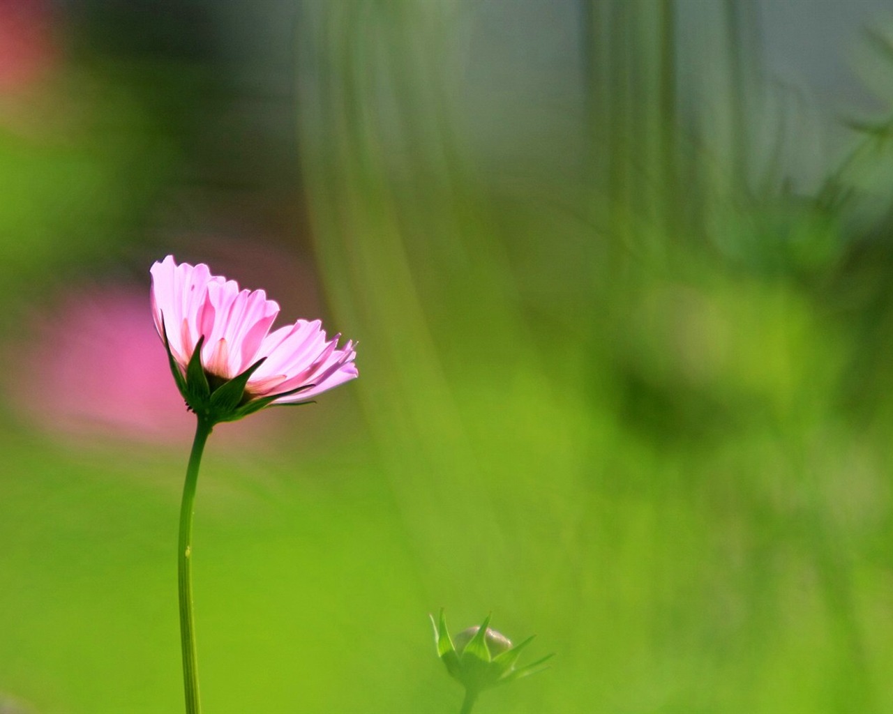 Otoño cosmos fondo de pantalla #36 - 1280x1024