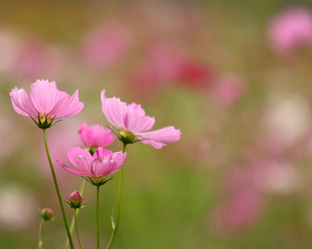 Autumn cosmos wallpaper #37 - 1280x1024