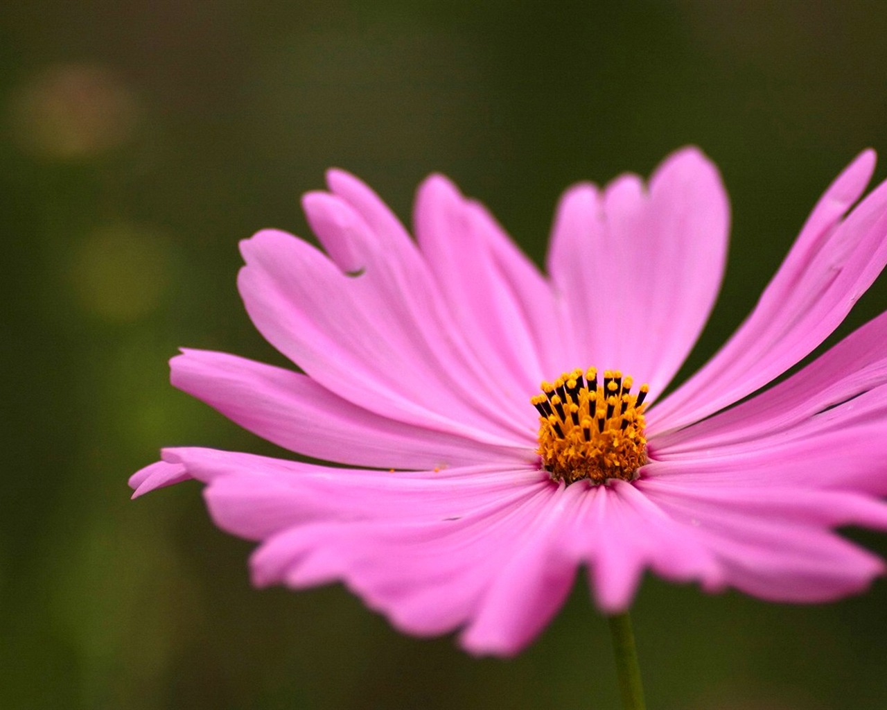 Otoño cosmos fondo de pantalla #39 - 1280x1024