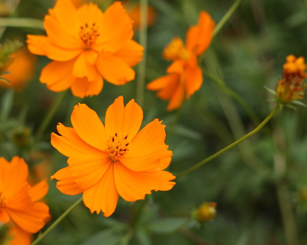 Autumn cosmos wallpaper #40 - 1280x1024