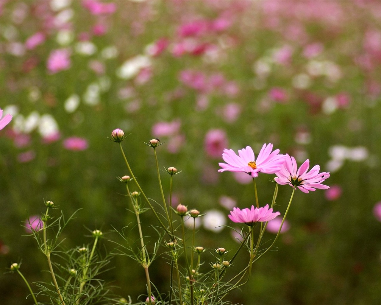 Automne cosmos fond d'écran #41 - 1280x1024