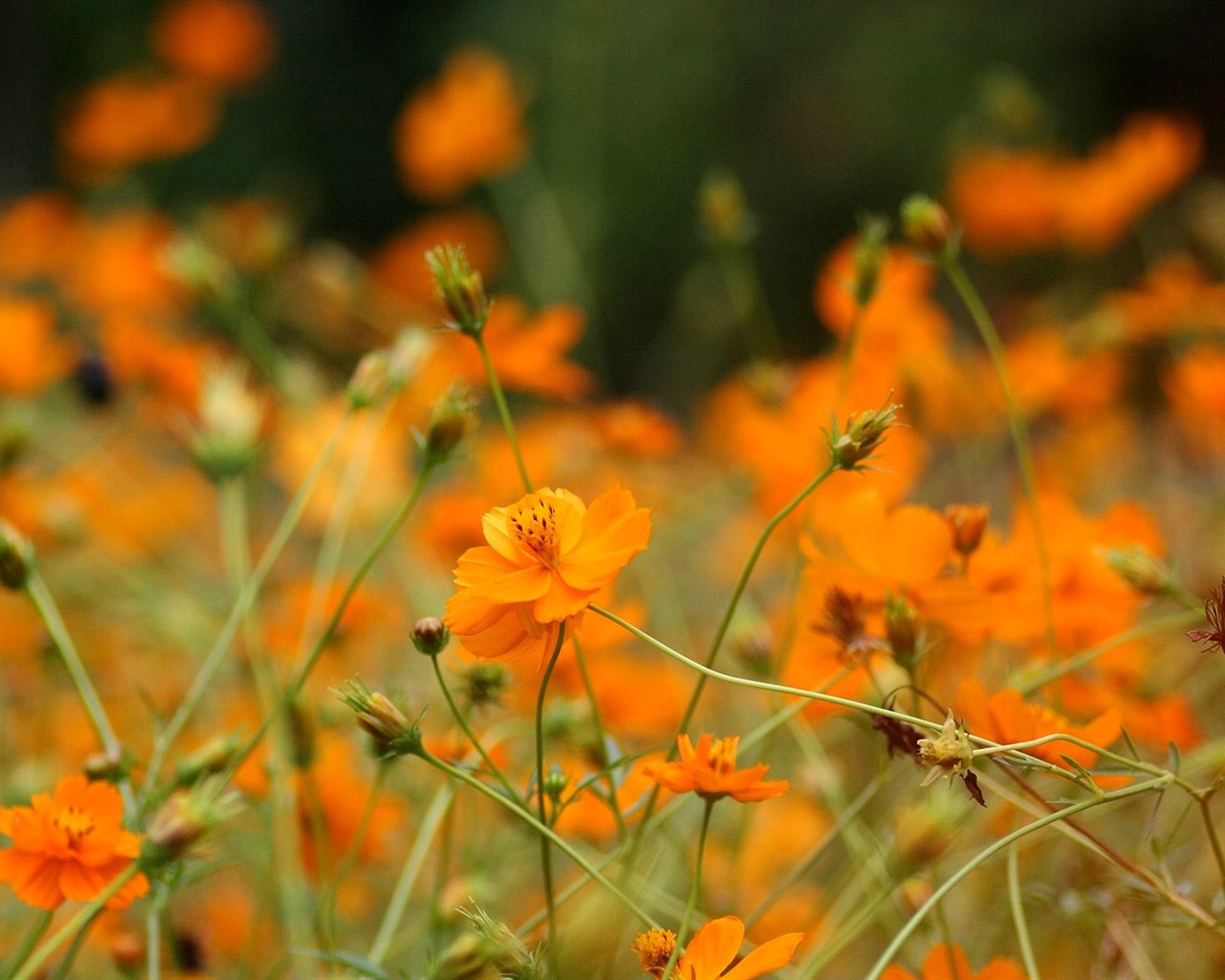 Otoño cosmos fondo de pantalla #42 - 1280x1024