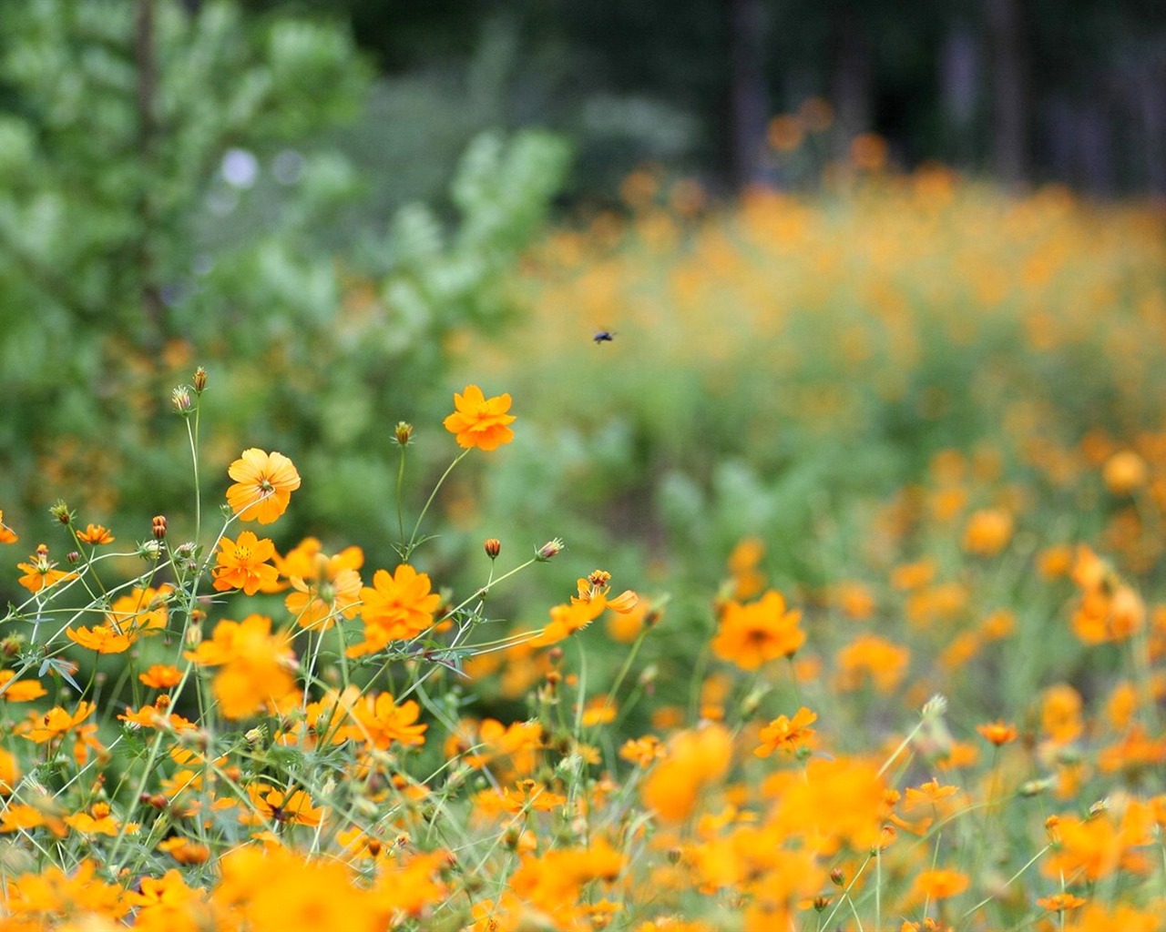 Autumn cosmos wallpaper #43 - 1280x1024