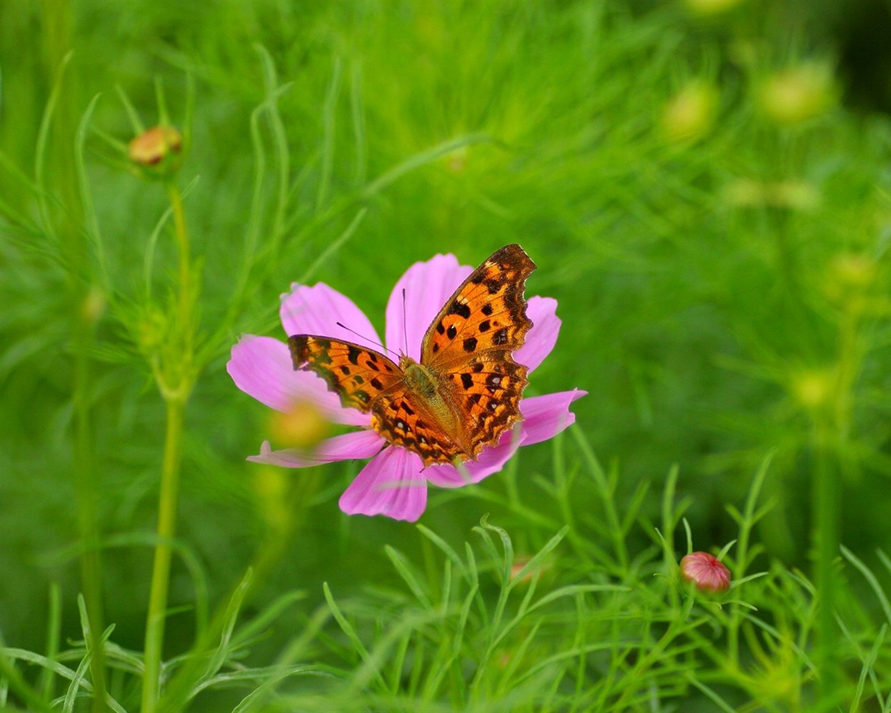 Otoño cosmos fondo de pantalla #44 - 1280x1024