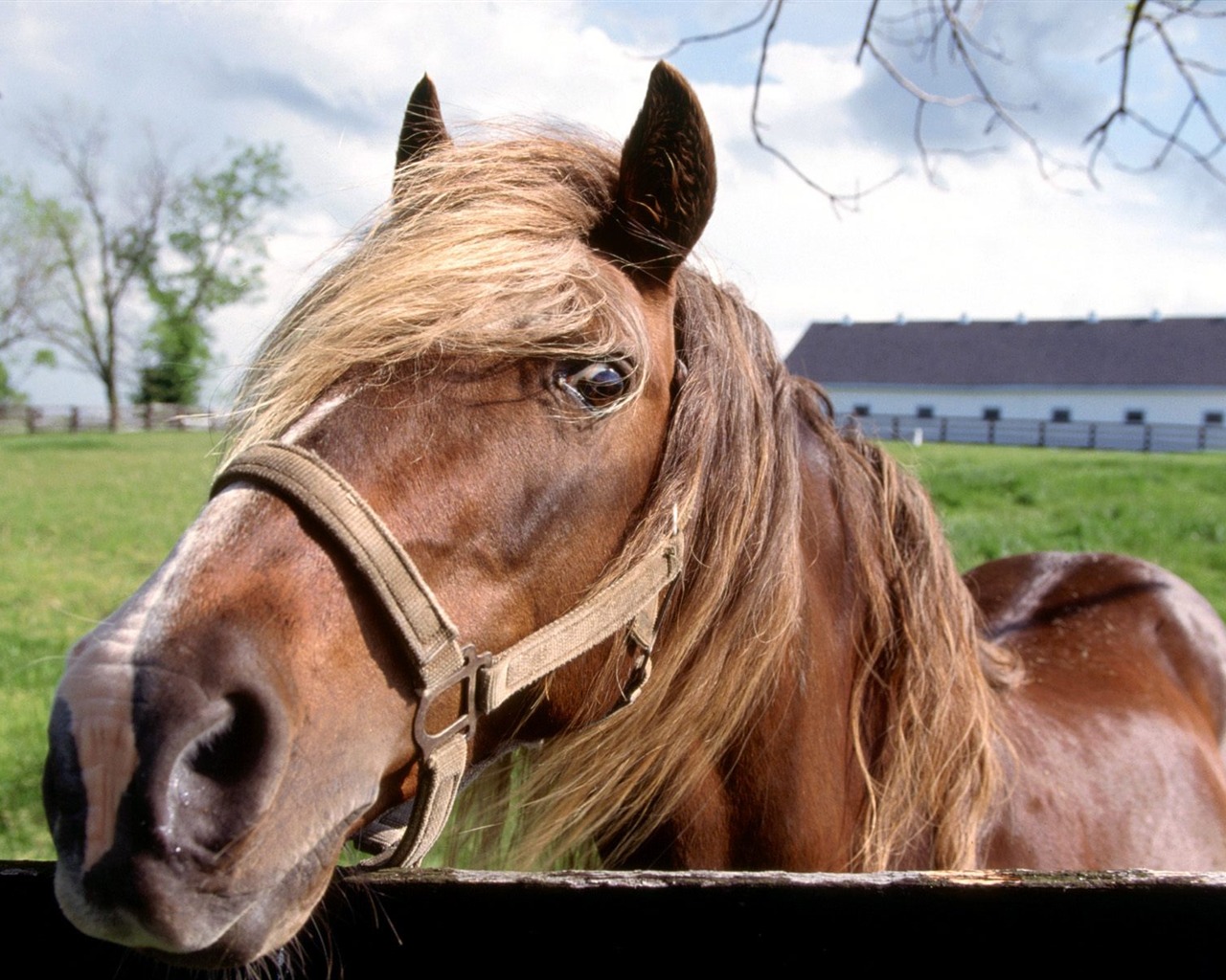 Album Fond d'écran Cheval #5 - 1280x1024