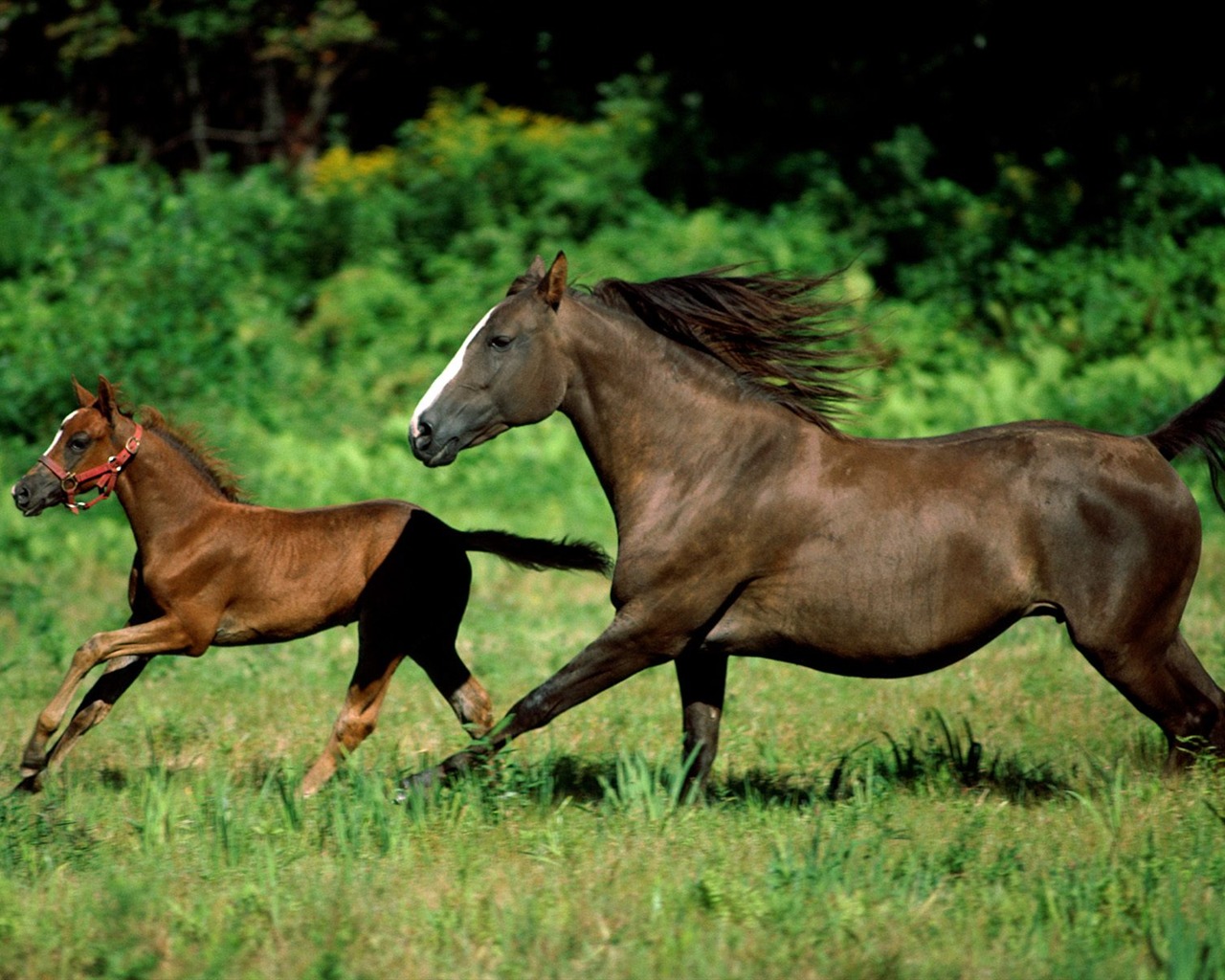 Album Fond d'écran Cheval #17 - 1280x1024