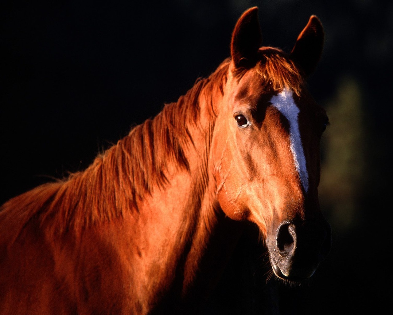 Album Fond d'écran Cheval #21 - 1280x1024