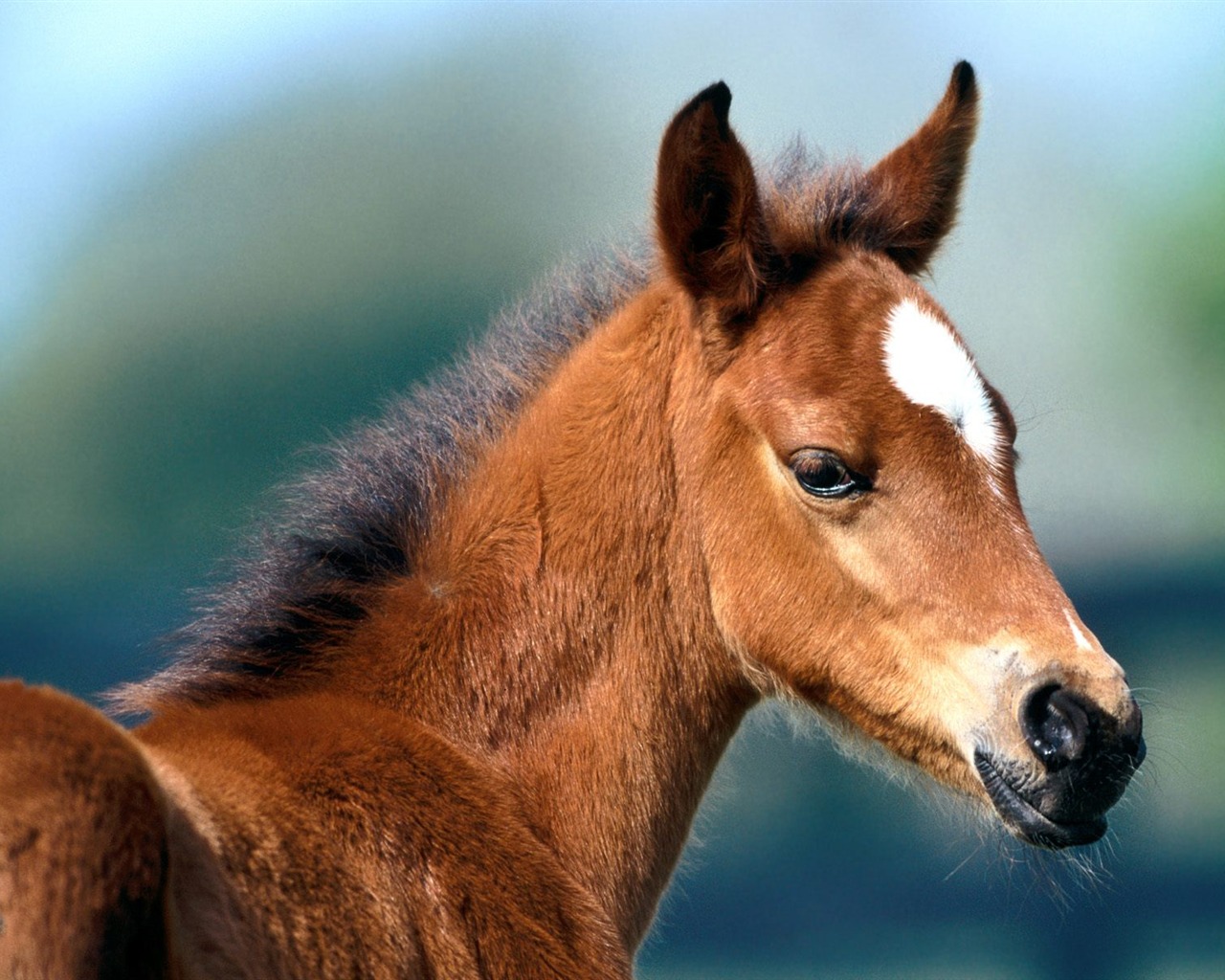 Album Fond d'écran Cheval #22 - 1280x1024