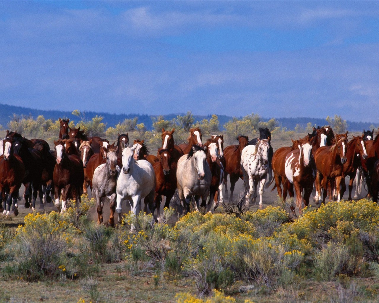 Album Fond d'écran Cheval #23 - 1280x1024