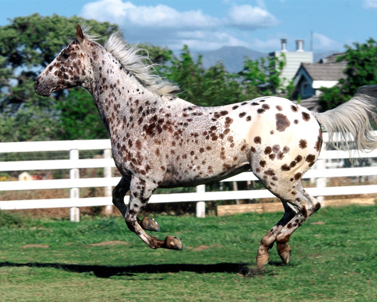 Album Fond d'écran Cheval #24 - 1280x1024