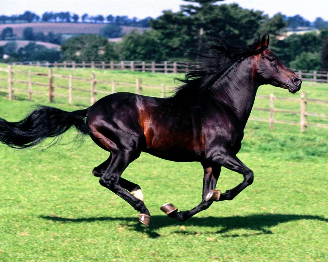 Album Fond d'écran Cheval #25 - 1280x1024