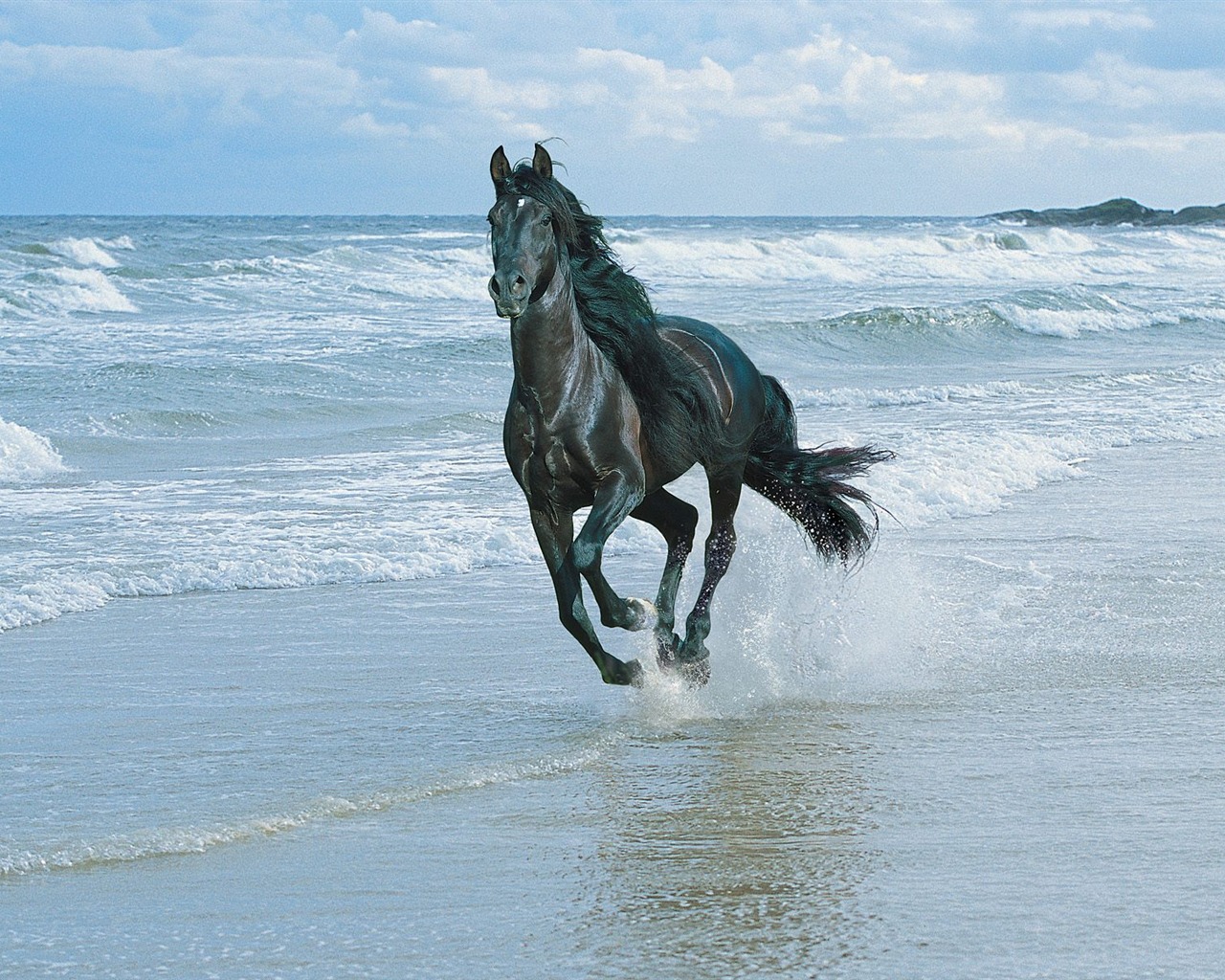 Horse Wallpaper Album #26 - 1280x1024