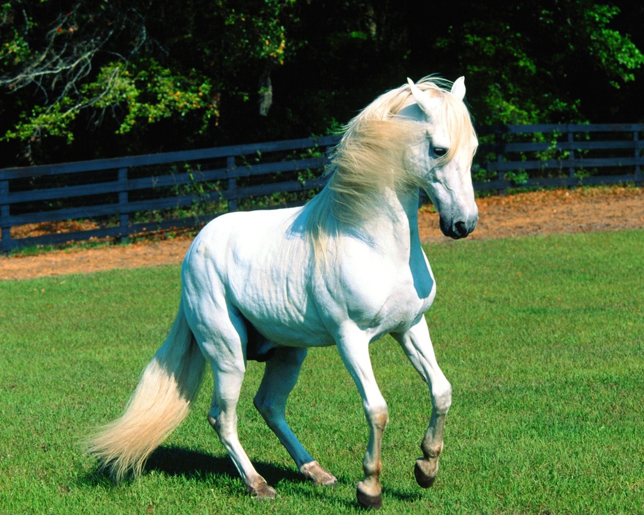 Album Fond d'écran Cheval #28 - 1280x1024