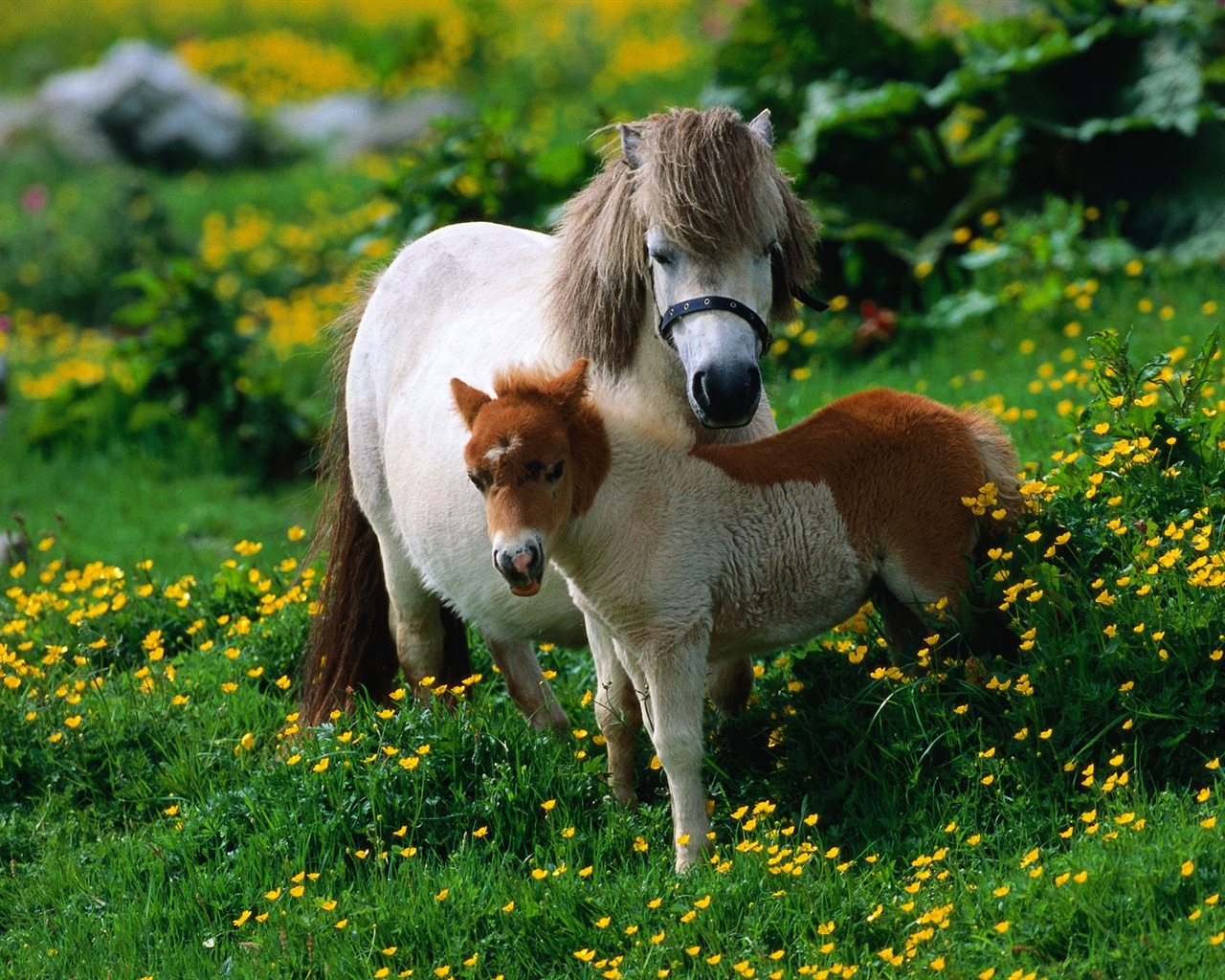 Album Fond d'écran Cheval #29 - 1280x1024