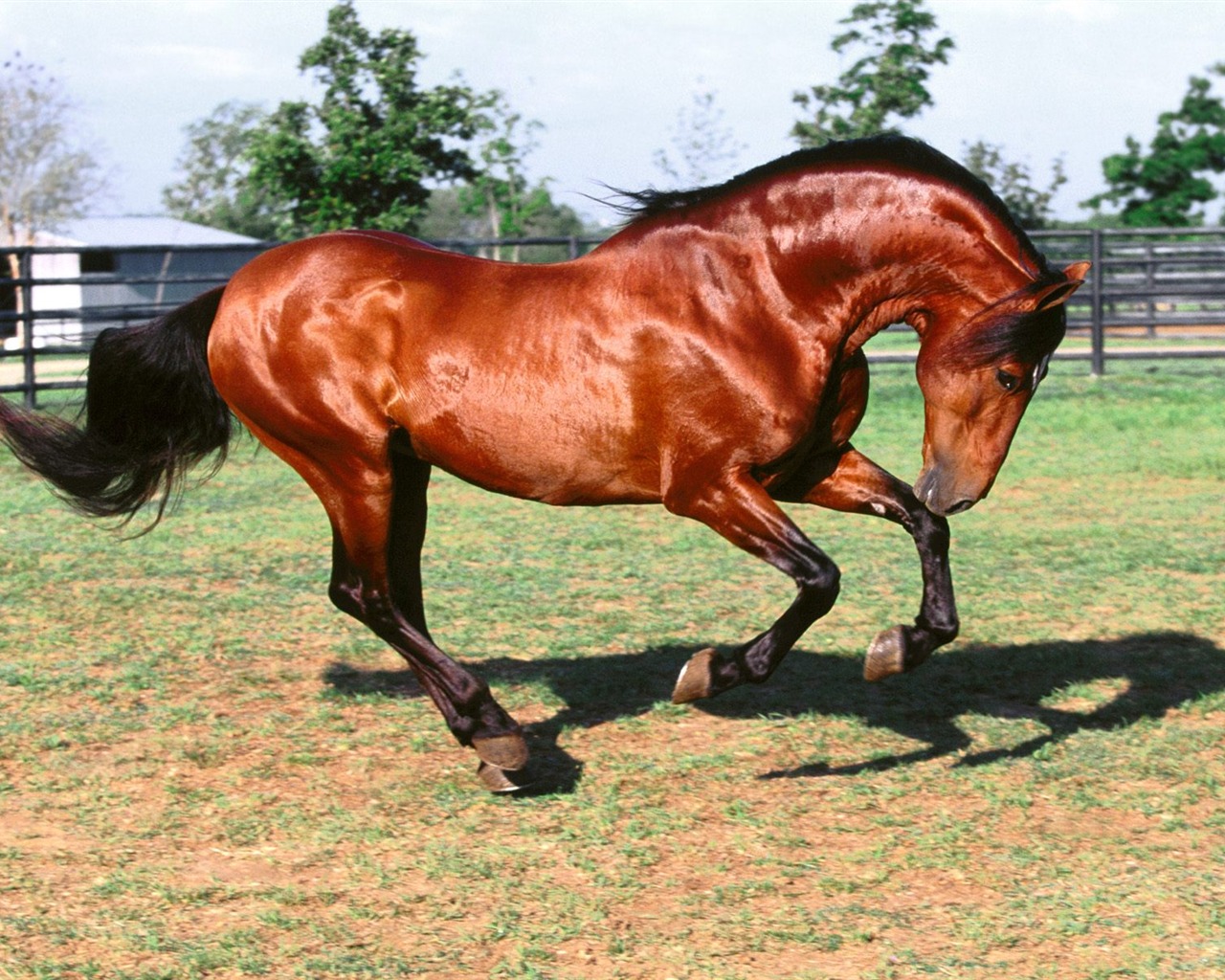 Album Fond d'écran Cheval #31 - 1280x1024