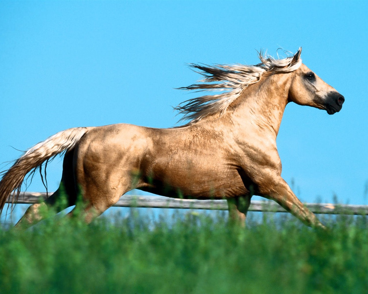 Album Fond d'écran Cheval #32 - 1280x1024