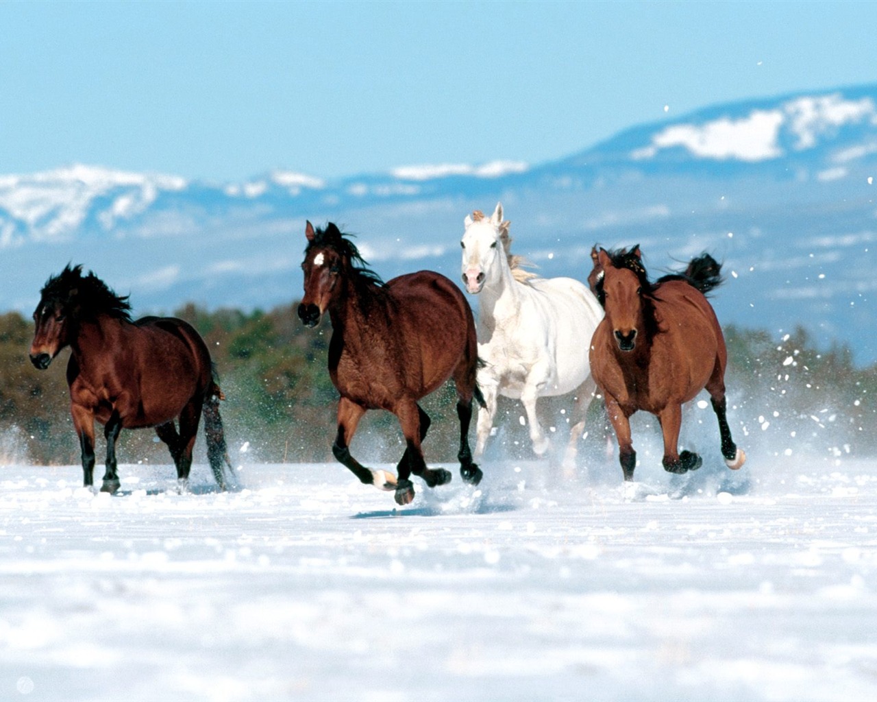 Album Fond d'écran Cheval #34 - 1280x1024