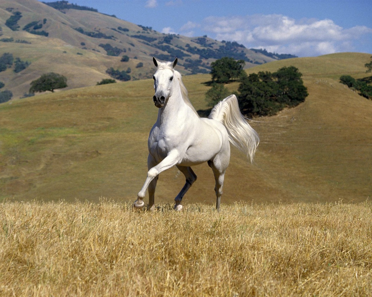 Album Fond d'écran Cheval #35 - 1280x1024