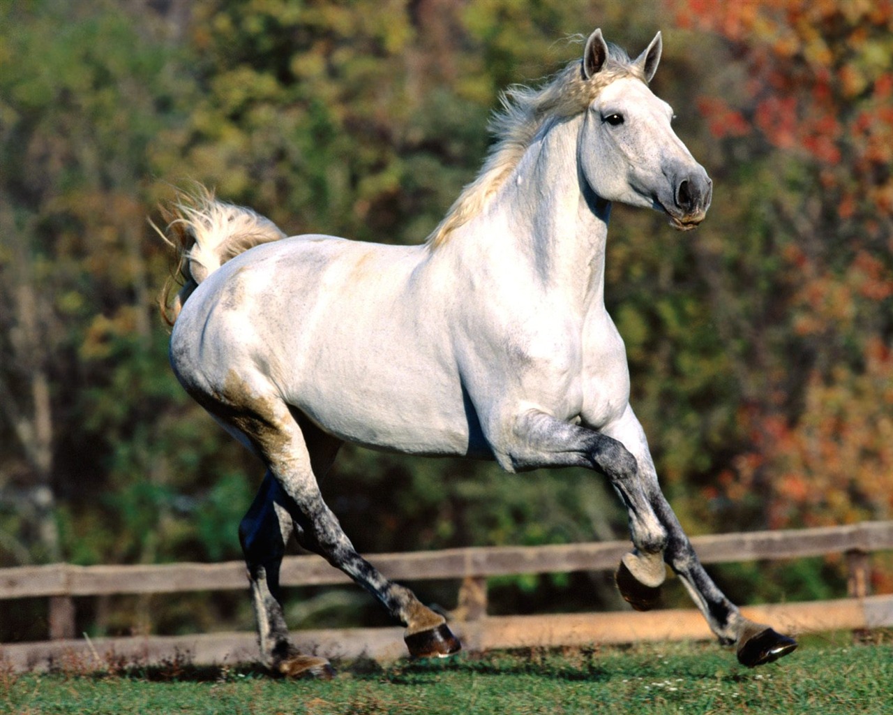 Album Fond d'écran Cheval #36 - 1280x1024