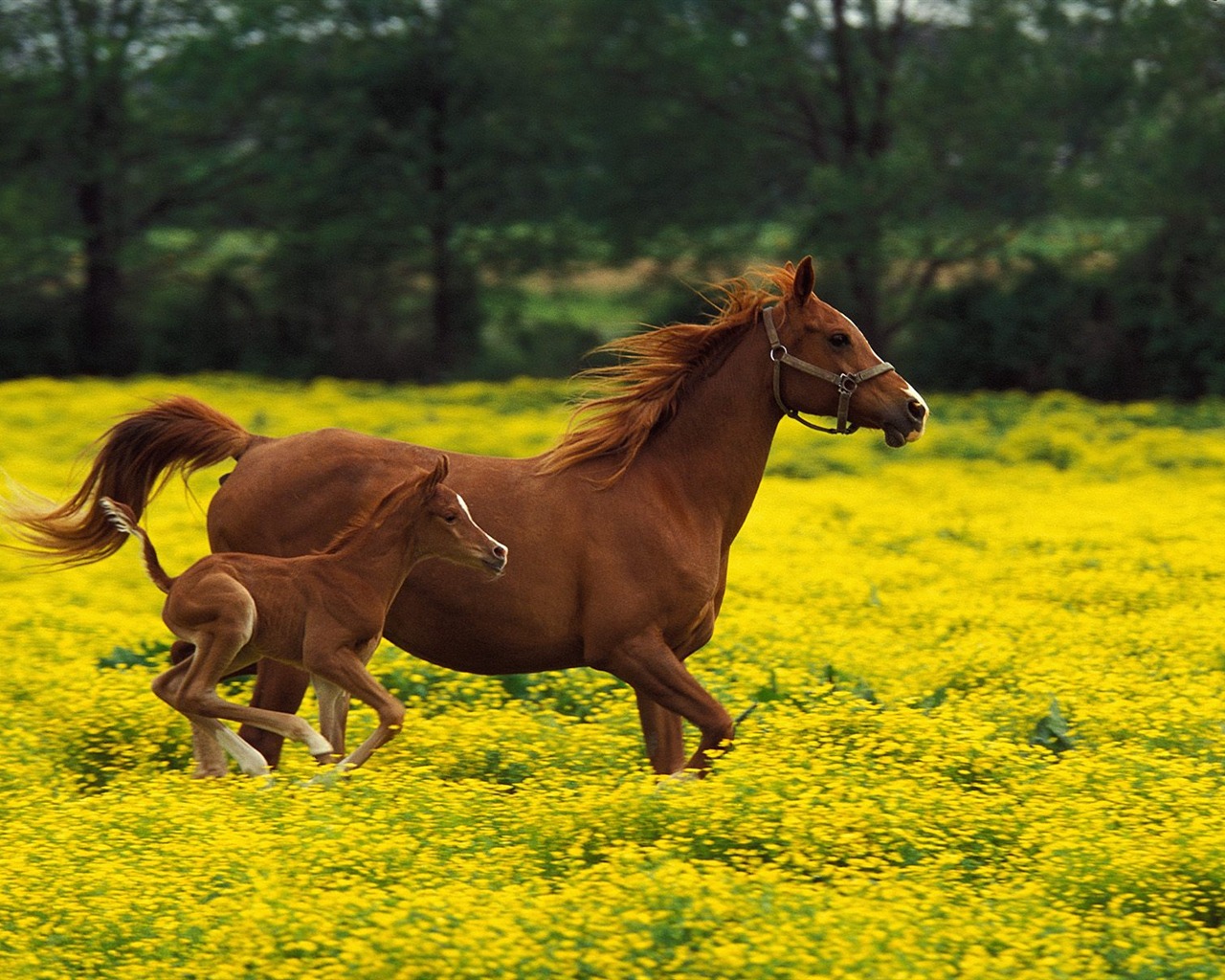 Album Fond d'écran Cheval #38 - 1280x1024